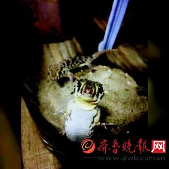 一位异型宠物爱好者饲养的守宫对着镜头憨态可掬。(受访者提供)