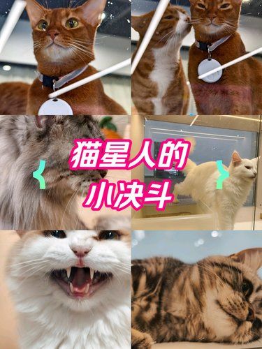 喵星人的眼眸与微笑