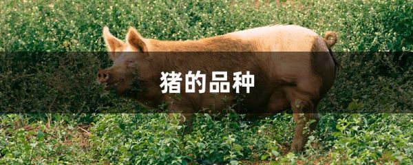 猪的品种有哪些