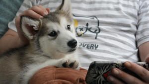 【自制鲜狗粮】简单几步制作爱犬日粮的做法 步骤11