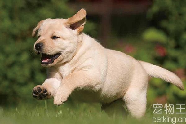 拉布拉多幼犬
