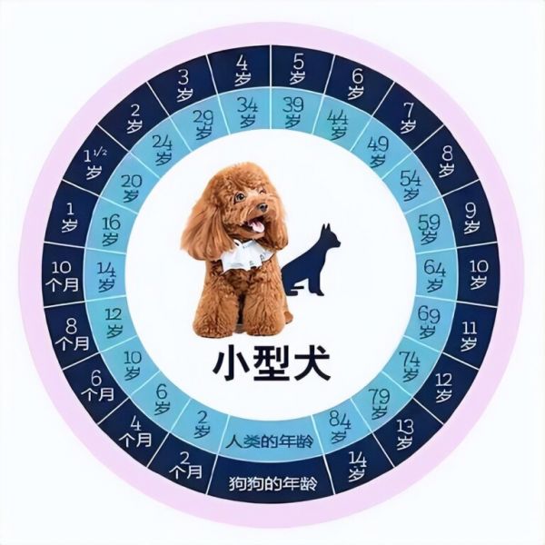 狗狗几个月算一岁?这张狗狗和年龄对照表请查收!