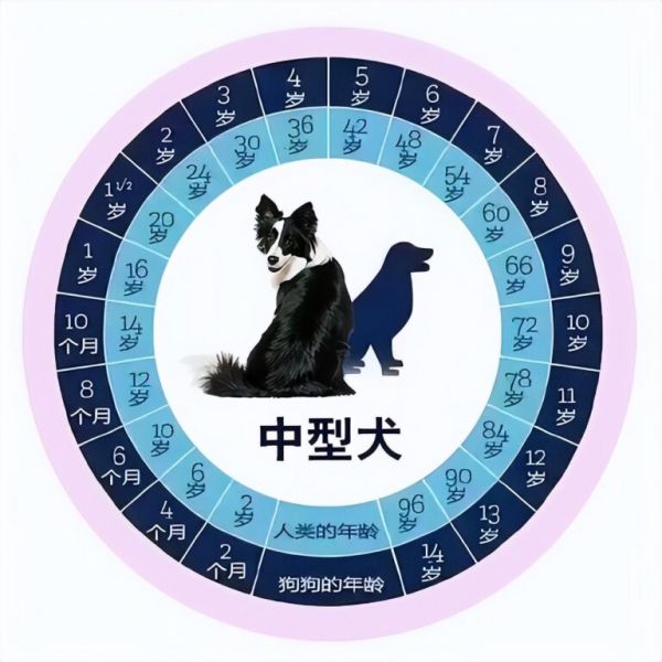 狗狗几个月算一岁?这张狗狗和年龄对照表请查收!