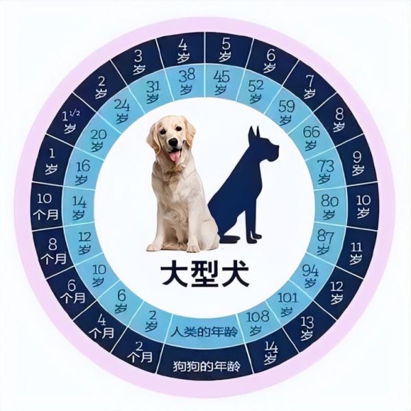 狗狗几个月算一岁?这张狗狗和年龄对照表请查收!