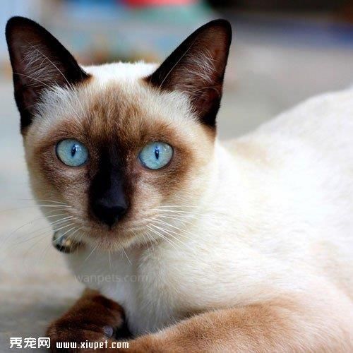比如如何美化宠物和猫咪，在美容的过程中需要注意什么？