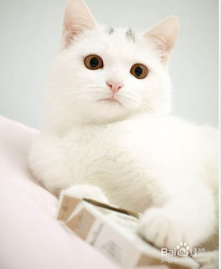 家有宠物猫-你要注意