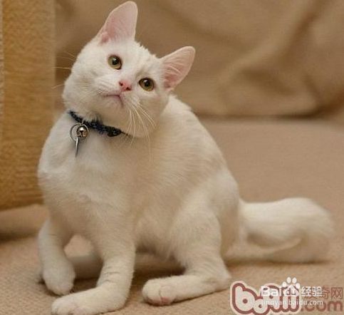 家有宠物猫-你要注意