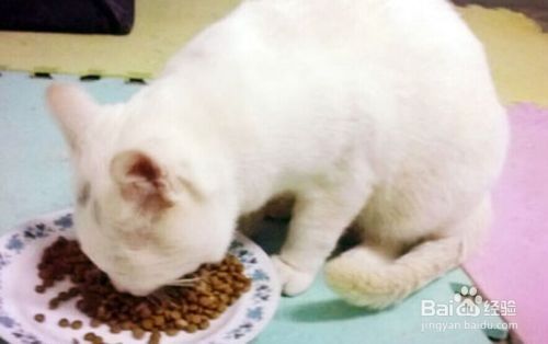 家有宠物猫-你要注意