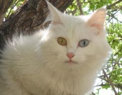 家有宠物猫-你要注意