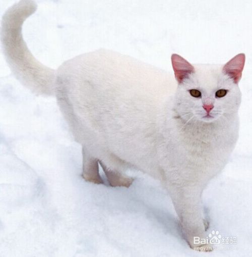 家有宠物猫-你要注意