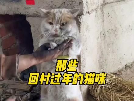 #猫咪 #超级可爱的猫猫#回家过年 #每日一笑#每日更新