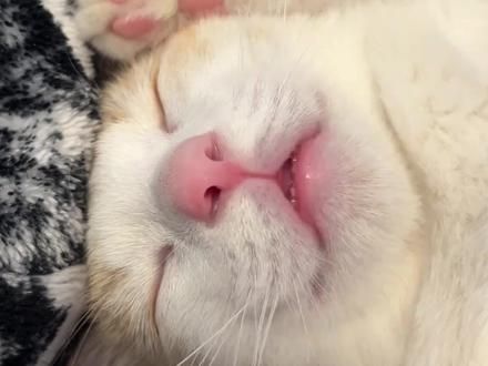 50秒带你走完猫咪短暂的一生！ #养猫经验分享 #新手养猫 #猫咪科普 #猫的一生 #科学养宠攻略
