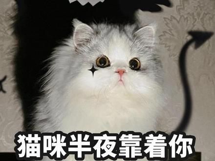 原来猫咪这么恐怖？ #猫咪的迷惑行为 #新手养猫 #宠物知识 #猫咪日常 #养猫经验分享