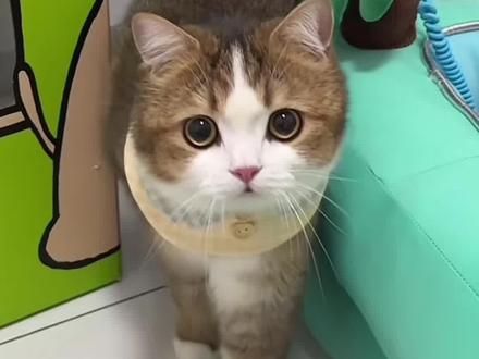 让猫咪过来摸摸，就放这个声音给它听#猫语十级 #猫语翻译器 #猫叫声吸引猫 #新手养猫