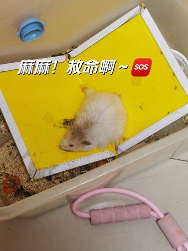 我的熊啊[流泪][流泪]麻麻对不起你！！！