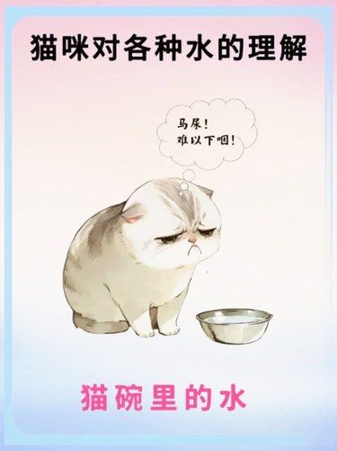 你家猫咪喜欢喝什么水