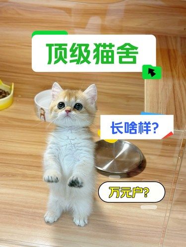 明星同款❗️N年老店❗️买猫去哪靠谱❓