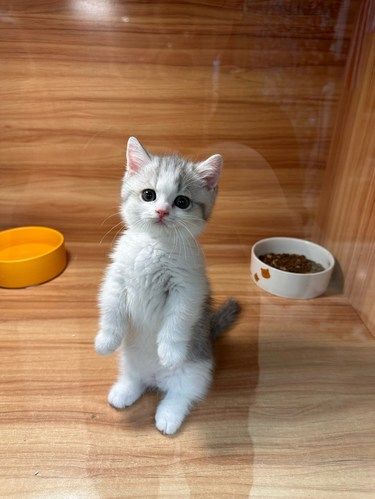 高品质猫舍｜听说明星都来这儿买猫！