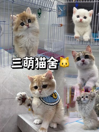 真“天猫超市”❗️三环里的猫舍竟有400只猫猫