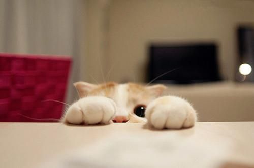 怎么训练猫呼之即来?
