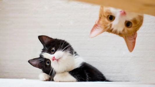 怎么训练猫呼之即来?