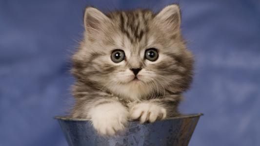 怎么训练猫呼之即来?