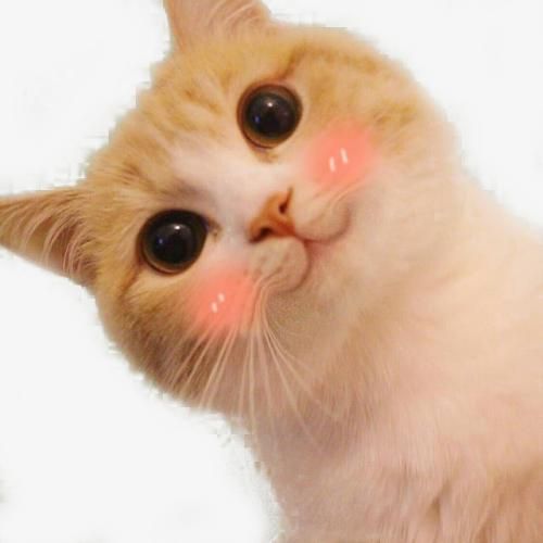 怎么训练猫呼之即来?