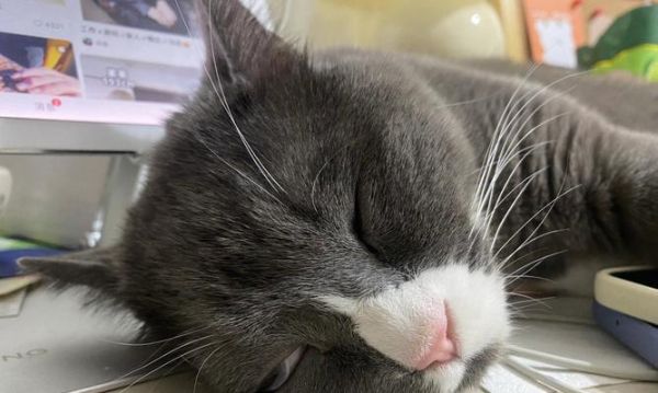 揭秘猫咪呼吸急促晃脑袋的原因（宠物猫咪的健康问题与处理方法）