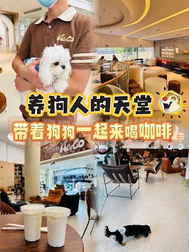 人均40！可带狗狗呆一整天的宠物友好咖啡厅