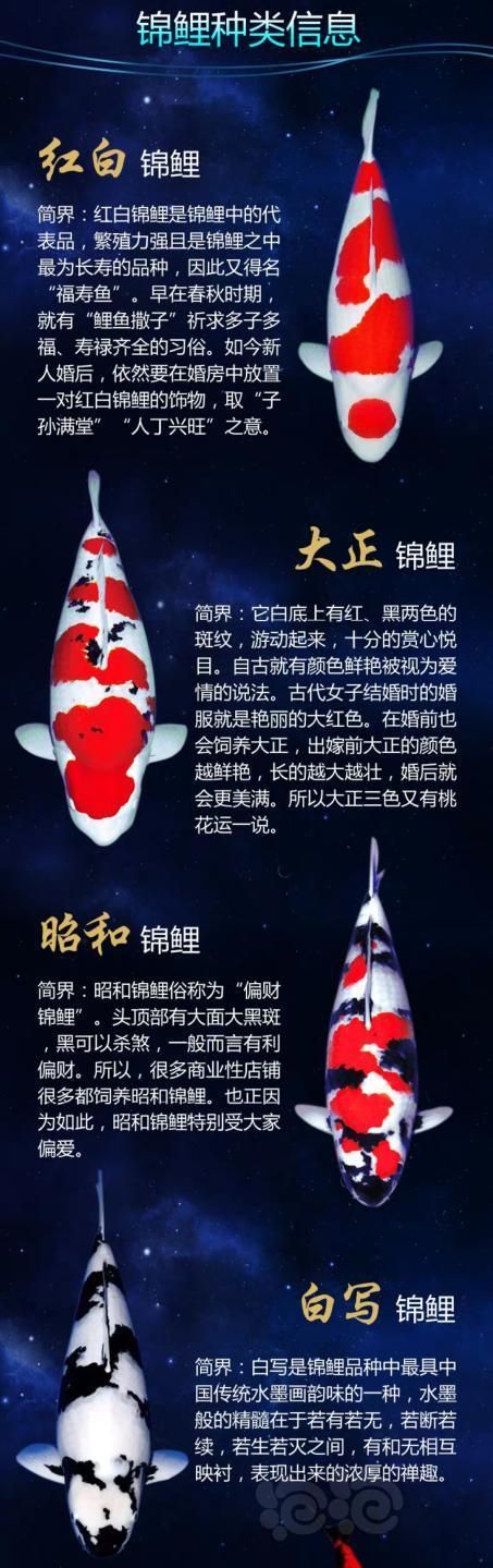 锦鲤，锦鲤代表什么意思？