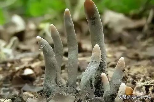 揭秘养鱼人心中的菌膜之谜