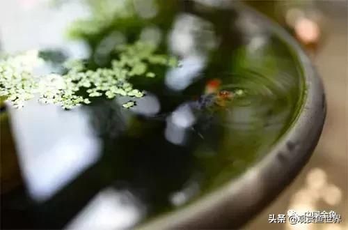 鱼缸——水质管理要点