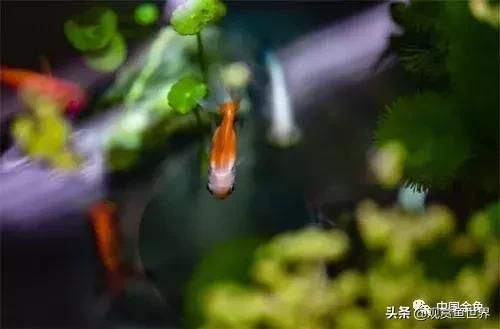 鱼缸——水质管理要点