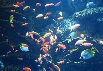 怎样来防治鱼病