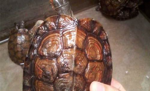 给宠物龟喂食的常见误区