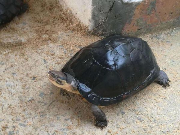 「乌龟篇」市场常见的乌龟种类以及饲养难度