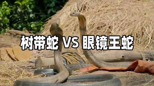 眼镜王蛇VS树带蛇：生死追逐