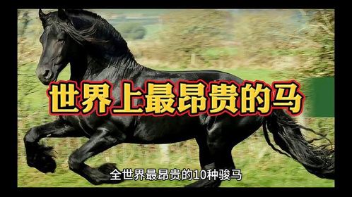 世界上10种最昂贵的马，最后一种，你我都买不起。