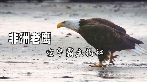 非洲老鹰：空中霸主揭秘