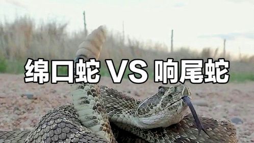 绵口蛇捕猎响尾蛇,一场恶战将会展开。