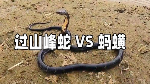 过山峰蛇：蛇界巨无霸，毒性惊人