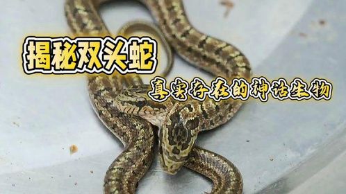 揭秘双头蛇：真实存在的神话生物