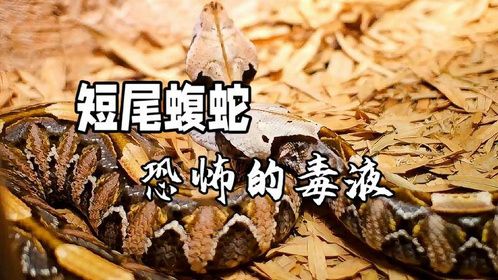揭秘烂母胎舌：短尾蝮蛇的生死较量