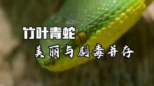 探秘竹叶青蛇：美丽与剧毒并存