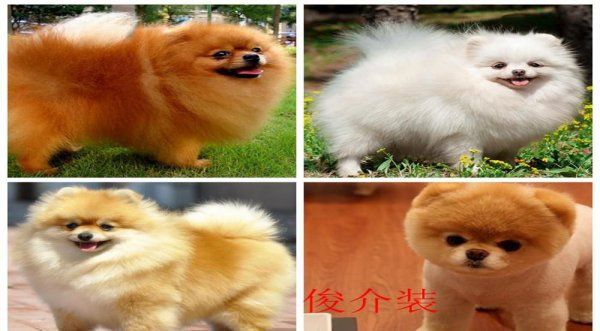 小狗的种类有哪些