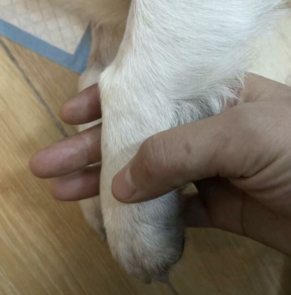 广东宠物狗中毒事件死亡数字还在增加,目前累计超过 40 条!