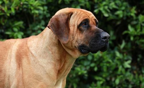 盘点中国十大城市禁养犬,想要养狗的朋友们必须注意了