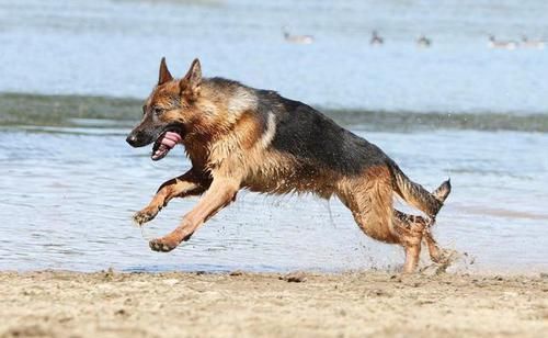 盘点中国十大城市禁养犬,想要养狗的朋友们必须注意了