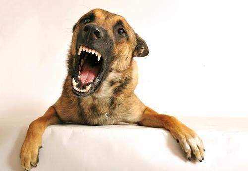 盘点中国十大城市禁养犬,想要养狗的朋友们必须注意了
