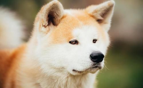 盘点中国十大城市禁养犬,想要养狗的朋友们必须注意了
